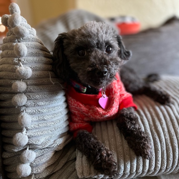 🐶WE ARE LIVE🐶 - Picture 8 of 17